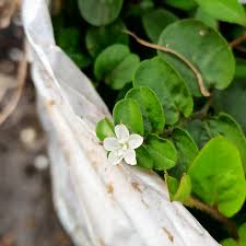 Image result for Evolvulus nummularius