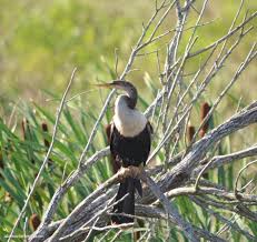 Local Birds Of Central Florida Photos Lake Apopka North Shore Wildlife Drive In Central Florida Altamonte Family Birds Photography Nature Wildlife Nature Birds