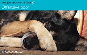 Most dogs will show signs of swelling and soreness in limbs close to joints. 10 Signs Of Cancer In Dogs