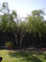 The leaves of the plant are smooth in general and oval shaped which contains seven to thirteen growing leaves on each stem. Beginner Gardening Id African Sumac Info Please Removing Fruit Pruning Help 1 By Jeagle