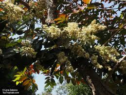 Image result for Brachylaena discolor