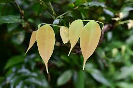 Image result for Rourea