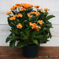 Image result for Kalanchoe calandiva
