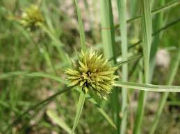 Image result for Pycreus