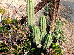 Only order this product when it is legal in your country of residence. Cactus And Succulent Labyrinth Graaff Reinet South Africa Steemit