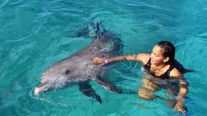 Show Item 1 Of 6 Woman Swimming With Dolphin At Dolphin Academy Curacao Dolphins Dolphin Encounters Sea Aquarium