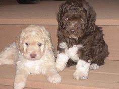 Mother world champion male lagotto romagnolo puppy for sale. 56 Lagotto Romagnolo Ideas Lagotto Romagnolo Breeds Water Dog