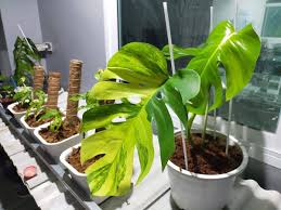 Wow A Monstera Borsignana Variegata Aurea Aka Marmorata Monstera Watering Soil