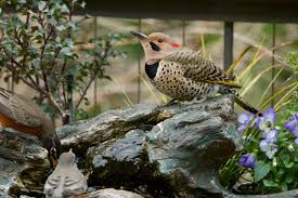 Ensure the birds have a safe place to eat. How To Use Water Features To Attract Birds To Your Yard Hgtv