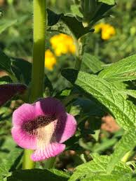 Image result for Pedaliaceae