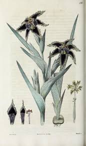 Image result for Ferraria glutinosa