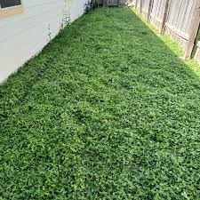 Image result for Calyptocarpus vialis