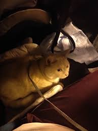 v otpusk na mashine s koshkoj pikabu