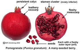 Fruit Terminology Part 4 Fruit Pomegranate Mulberry Fruit