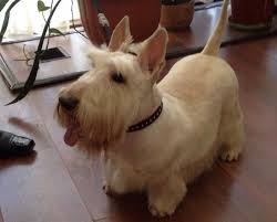14 Best Scottish Terrier Haircuts For Dog Lovers The Paws In 2020 Scottish Terrier Terrier Dog Lovers