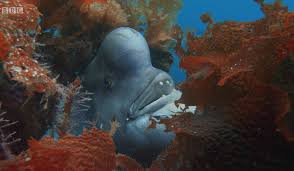 Maybe you would like to learn more about one of these? Blue Planet 2 Viewers Amazed By Transsexual Fish The Independent The Independent