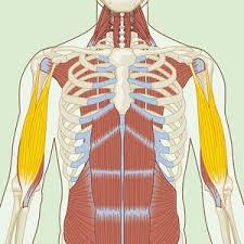 Attached to the bones of the skeletal system are about 700 named muscle. 9 Arm Exercises For Definition Strength