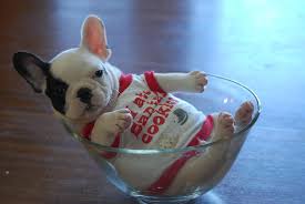 And now they need a home! Mini French Bulldog Rescue Colorado My Hobby