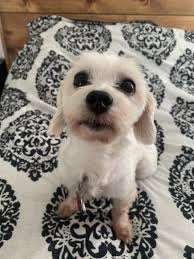 Second chance animal services would like to introduce you to some of our adoption center policies. Dog For Adoption Ray Aka Oscar The Grouch A Maltese In Oak Ridge Nj Petfinder