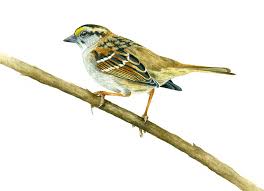 Liz studied science illustration and has worked on field guides an. The Eighth Dimension Artist Liz Clayton Fuller