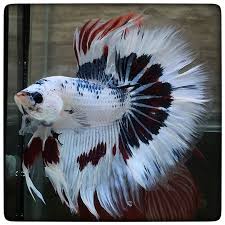 Aquabid Com Prince Nice 1852 Betta Fish Tank Betta Pet Fish