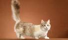 List of Cat Breeds With Pictures and Names