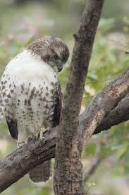 Hawks New York Birds Of Prey Pictures Red Tailed Hawk Immature Union Square Park Pet Birds Red Tailed Hawk Bald Eagle