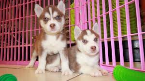 Shipped worldwide with 10 year health guarantee. Puppies For Sale Local Breeders Nice Red Siberian Husky Puppies For Sale In Georgia At Puppies For Sale Local Breeders