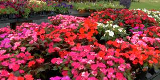 The reception was immediate with intellectuals, who began voicing concerns without any taboo. Spring In Full Bloom As Flowers Of All Types Blossom Across East Texas