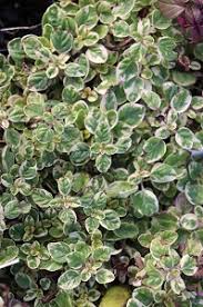 Image result for Origanum majorana