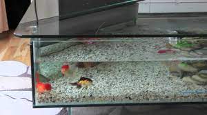 Diy tabletop zen garden ideas are becoming more and more popular and an affordable way for relax. Oranda And Fantail Fancy Goldfish In A Crystal Clear 18 Gallon Coffee Table Aquarium Fish Tank Youtube