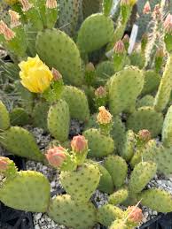 Image result for Opuntia