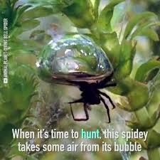 Many creatures inhabit the world of grounded, including spiders, ants, bees, and more, which the player must learn to either cooperate with or conquer. Did You Know The Diving Wildlife Nature Did You Know