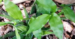 Image result for Commelina bracteosa