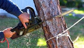 How To Estimate Tree Removal Jobs Homesteady Tree Removal Service Tree Trimming Tree Removal