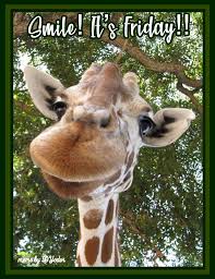 Smile It S Friday Smiling Giraffe Giraffe Pictures Animals Cute Baby Animals