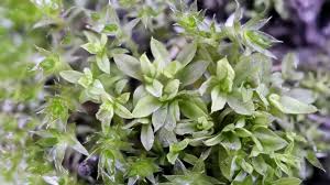 Image result for Carvalhoa macrophylla