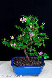 Lavender Star Flower Bonsai Tree In Ceramic Pot Bonsai Tree Bonsai Tree Care Indoor Bonsai Tree