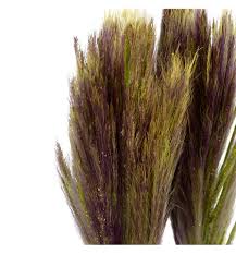 Image result for Chloris roxburghiana