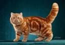 Exotic Shorthair Cat Breeders: California - KittySites.Com