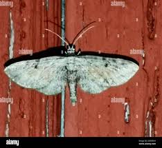 Image result for Eupithecia icterata
