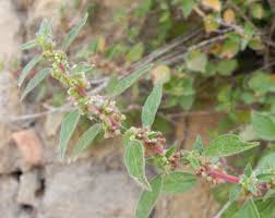 Image result for Parietaria