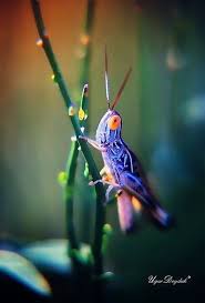 Black Book Winds Of Change Bug Remarkable Bug Bugs And Insects Macro Photography Beautiful Bugs