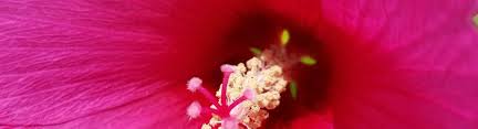 Image result for Hibiscus Red 2017 Vito