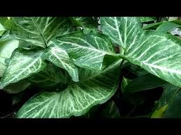 Gambar foto hewan gambar kuda zebra kartun unduh gambar gratis tentang kuda zebra kartun hewan kebun dari perpustakaan pixabay yang sangat banyak berupa gambar gambar dan video. Tanaman Hias Caladium Lindenii Daunnya Berbentuk Seperti Ujung Anak Panah Bergaris Seperti Zebra Youtube