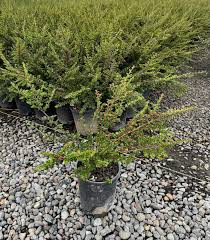 Image result for Cotoneaster