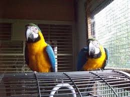 Home Riverbank Aviaries