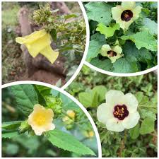 Image result for Pyrostria phyllanthoidea