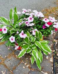 If you have an expansive front yard with oodles of space between the front door and the daylilies add zip to a short brick walkway. Hosta La Vista A Little Front Yard Landscaping Young House Love