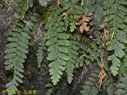 Image result for Vandenboschia